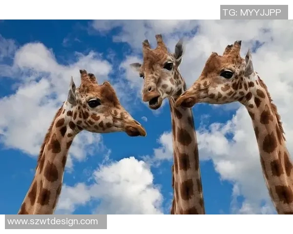 季后赛赛后采访爆笑金句引爆全场 气氛瞬间轻松有趣